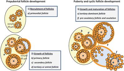 Potential Functions of IGFBP-2 for Ovarian Folliculogenesis and Steroidogenesis